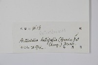 闊葉獼猴桃藏品圖，第2張