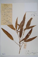 變葉樹參藏品圖，第1張