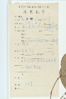 香港四照花藏品圖，第2張