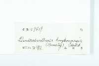 香港四照花藏品圖，第3張