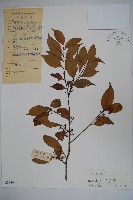 盤柱冬青藏品圖，第1張