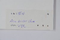 兩色槭藏品圖，第2張