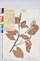 登錄號:S038468藏品圖，第1張