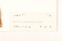 茄葉斑鳩菊藏品圖，第3張