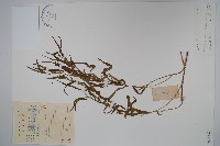 柳葉白前藏品圖，第1張