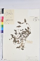 鐵莧菜藏品圖，第1張