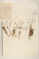 細葉苦實藏品圖，第1張