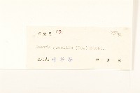 細葉苦實藏品圖，第3張