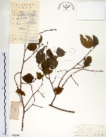 朴樹藏品圖，第1張