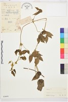 銹毛鐵線蓮藏品圖，第1張