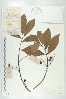 薯豆藏品圖，第1張