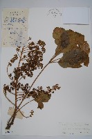 鵝掌柴、江某、鴨腳樹藏品圖，第1張