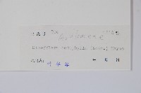 鵝掌柴、江某、鴨腳樹藏品圖，第2張