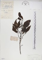 椆樹桑寄生, 大葉榿寄生藏品圖，第1張