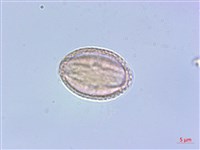 毛萼清風藤藏品圖，第3張