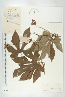 登錄號:S038503藏品圖，第1張