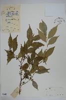 登錄號:S038504藏品圖，第1張