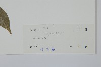 登錄號:S038504藏品圖，第2張