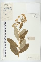 羊耳菊藏品圖，第1張