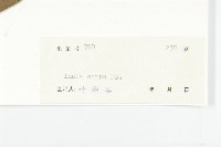 羊耳菊藏品圖，第3張