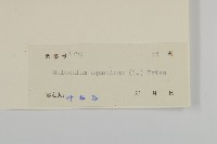 牛繁縷藏品圖，第3張