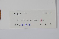 周裂秋海棠藏品圖，第2張