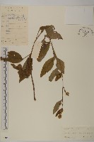 煙管草藏品圖，第1張