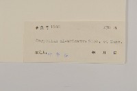 煙管草藏品圖，第3張