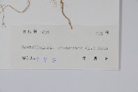 爵床、六角英藏品圖，第2張