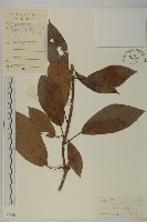 華中山柳藏品圖，第1張