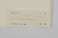 華中山柳藏品圖，第3張