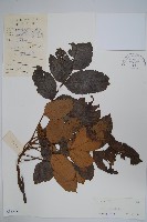 鹽膚木藏品圖，第1張