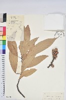 嶺南柯藏品圖，第1張