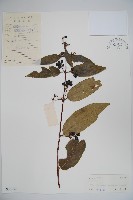 大花忍冬藏品圖，第1張