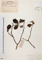 天料木藏品圖，第1張