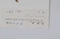 黑風藤藏品圖，第2張