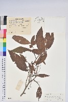 小果南燭藏品圖，第1張