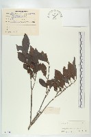 山紅柿藏品圖，第4張
