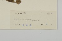 蓮沱兔兒風藏品圖，第3張