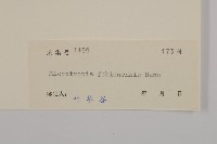 福建賽衛矛、福建假衛矛藏品圖，第3張