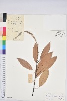 登錄號:S038572藏品圖，第1張