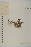 石胡荽、吐金草藏品圖，第1張