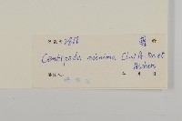 石胡荽、吐金草藏品圖，第3張