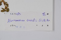 蓮子草藏品圖，第2張