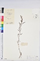 葉下珠、珠仔草藏品圖，第1張