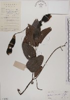菊花木藏品圖，第1張
