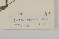 鱧腸藏品圖，第3張