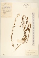 一枝黃花藏品圖，第1張