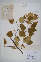 小葉一點紅藏品圖，第1張