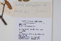 小葉一點紅藏品圖，第2張